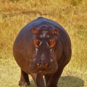 hippopotamus in Uganda’s Kazinga Channel