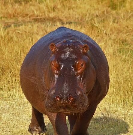 Hippopotamus in Uganda: Where to See Hippos in the Wild