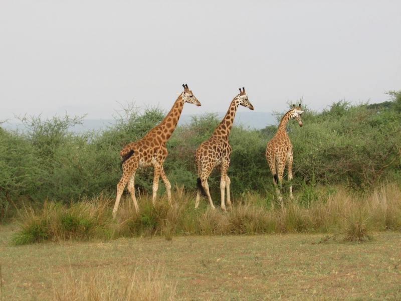 Three giraffes in Uganda’s Murchison Falls National Park browsing in the savannah