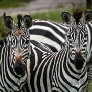 Zebras in Uganda National Parks