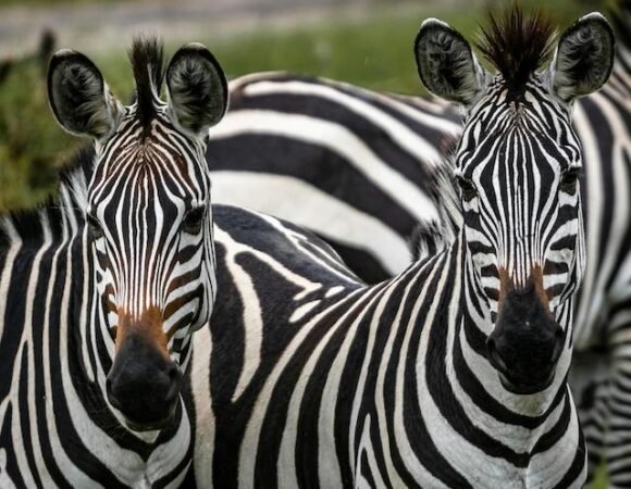 Zebras in Uganda National Parks: Species, Breeding & More