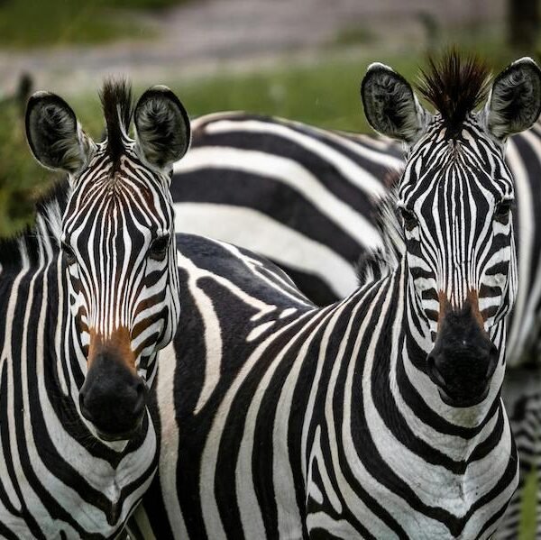 Zebras in Uganda National Parks: Species, Breeding & More