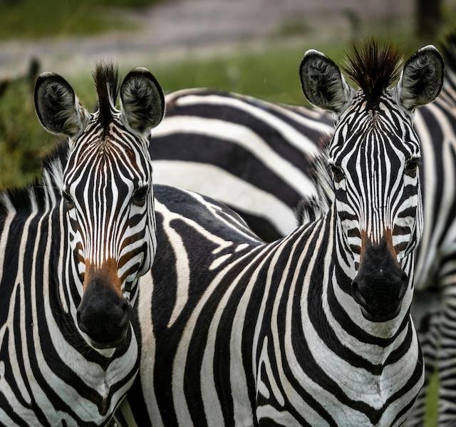 Zebras in Uganda National Parks