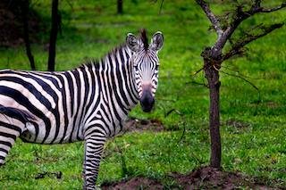 Zebras in Uganda National Parks