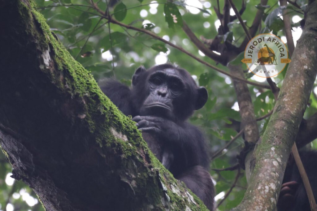 A chimpanzee sitting on a forest path in Budongo Forest, surrounded by dense greenery