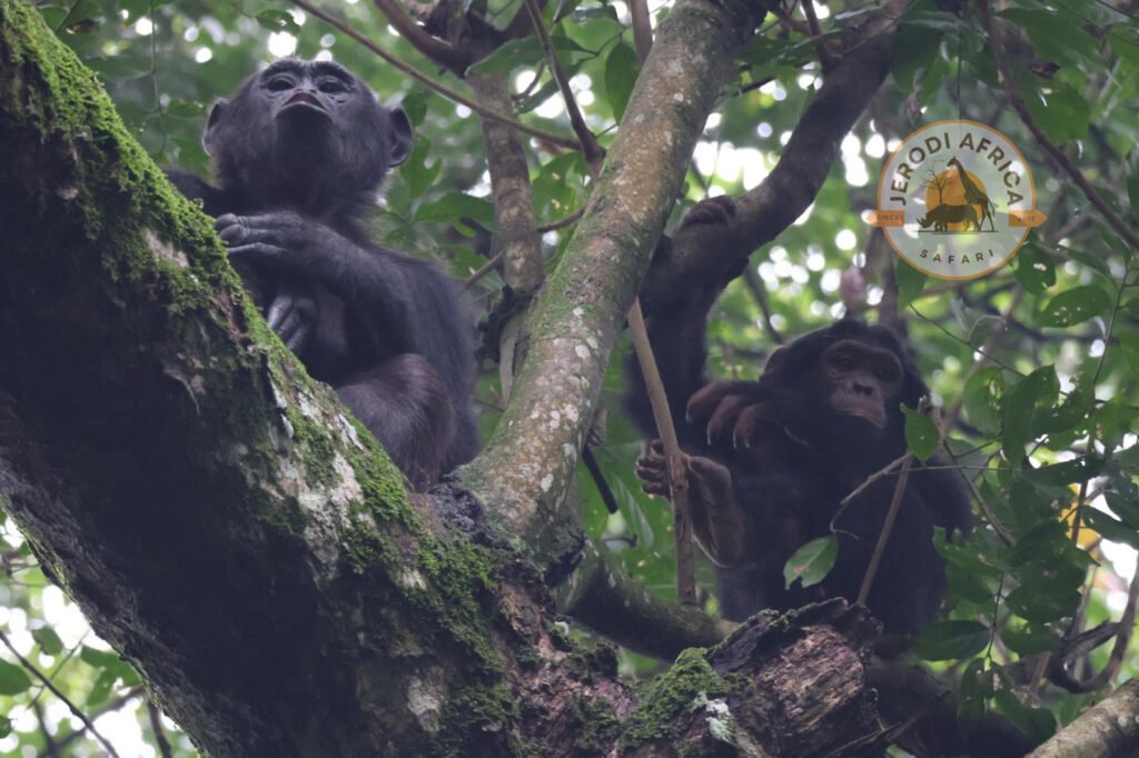 Chimpanzee in Budongo Forest Reserve, Uganda during a tracking experience