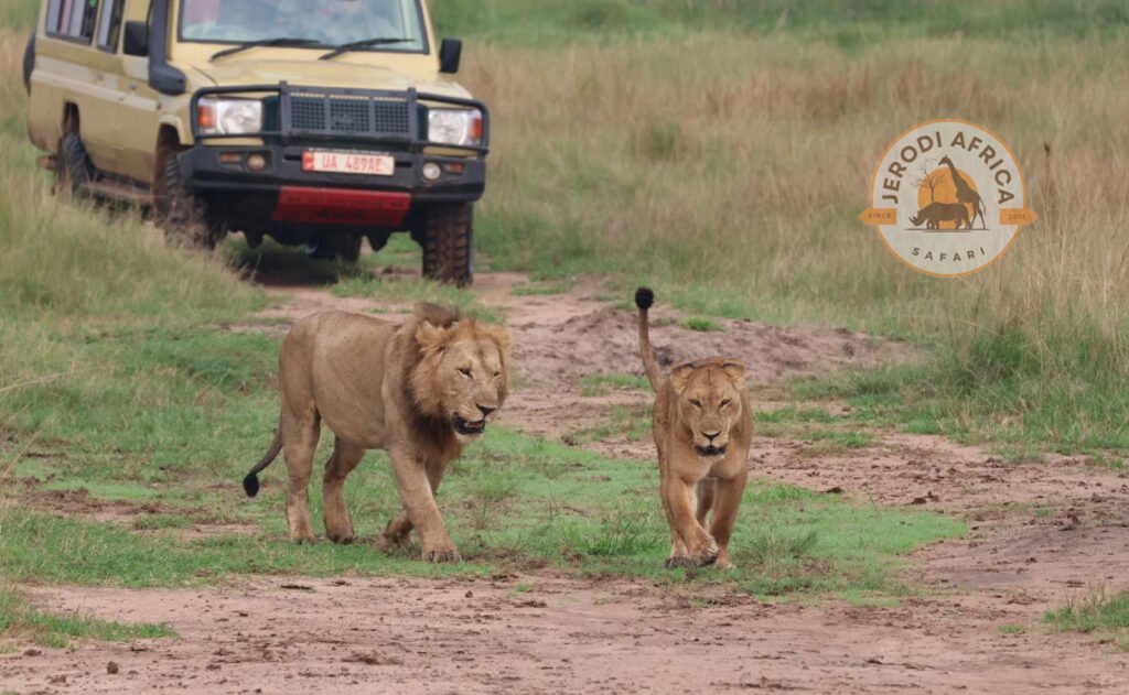 Budget game drive with lions in Queen Elizabeth National Park