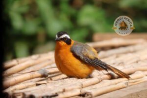White-browed Robin-chatseen during 21-Day birding Safari in Uganda