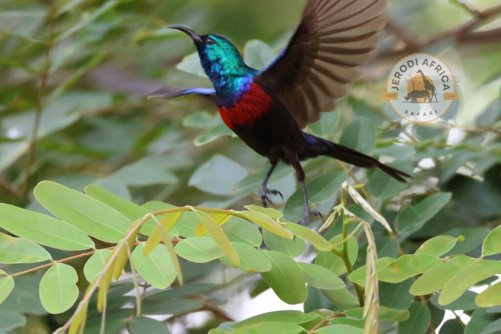 Red-chested Sunbird seen during 21-Day birding Safari in Uganda