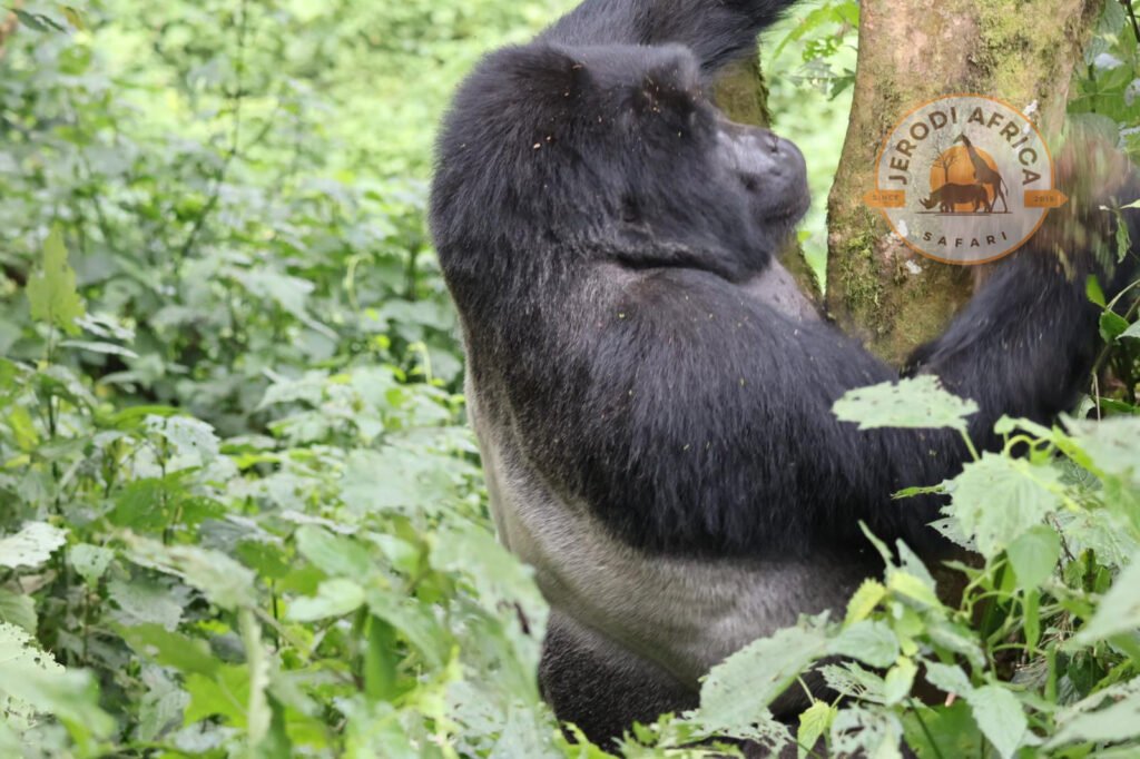 Silverback gorilla sitting in Bwindi forest during a gorilla trekking safari in Uganda
