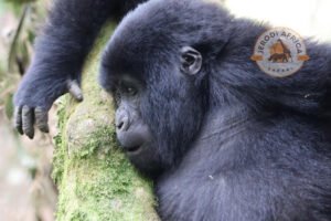 Mountain gorilla resting in Bwindi Impenetrable National Park, Uganda seen during a combined Masai Mara Gorilla Trekking trip