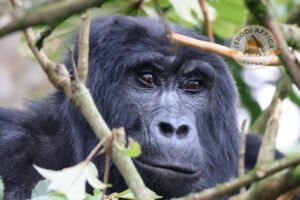 Mountain gorilla in Bwindi Impenetrable National Park, one of the best destinations in Uganda
