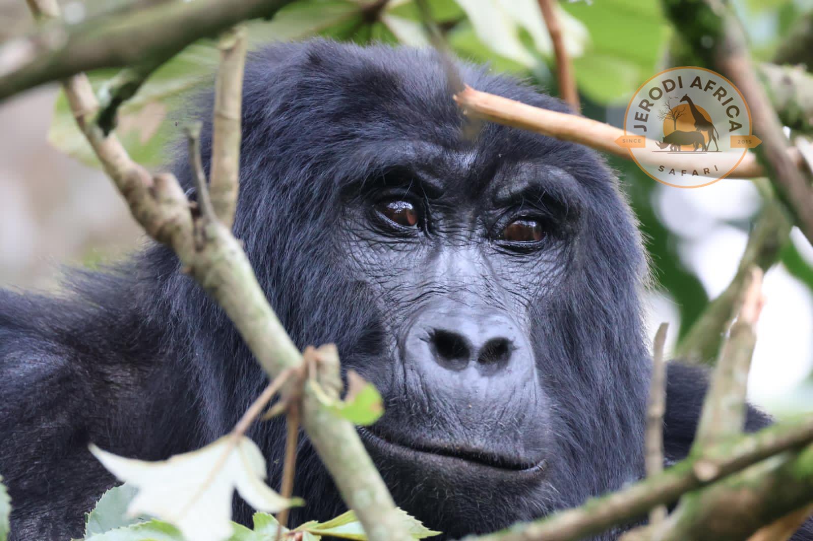 Mountain gorilla in Bwindi Impenetrable National Park, one of the best destinations in Uganda