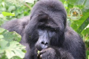 Mountain gorilla in Bwindi Impenetrable National Park, one of the best destinations in Uganda