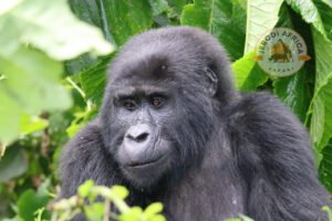 Silverback gorilla sitting in Bwindi forest during a gorilla trekking safari in Uganda.