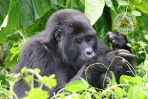 Mountain gorilla resting in Bwindi Impenetrable Forest, Uganda