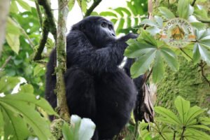 Mountain gorilla resting in Bwindi Impenetrable Forest, Uganda