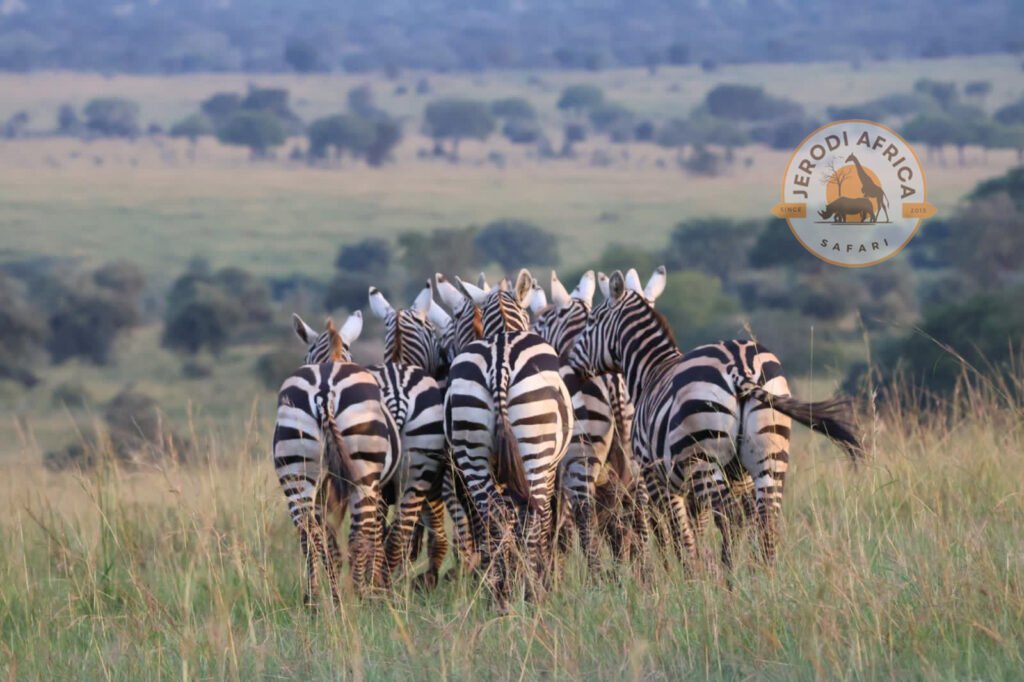 Zebras in Lake Mburo National Park – Uganda Safari Cost 2026