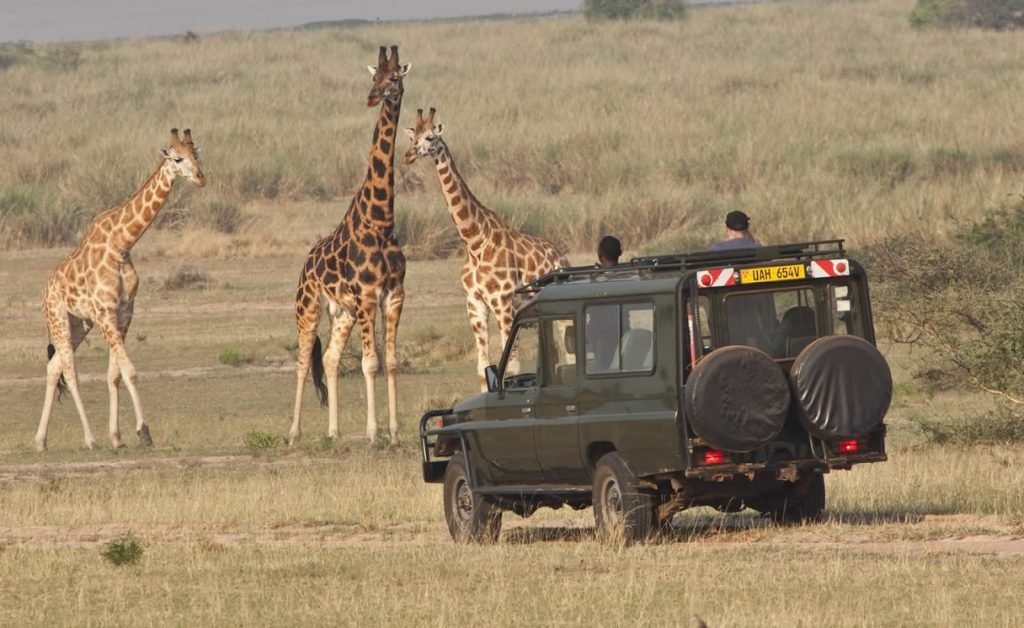 Game Drives in Uganda's N.P