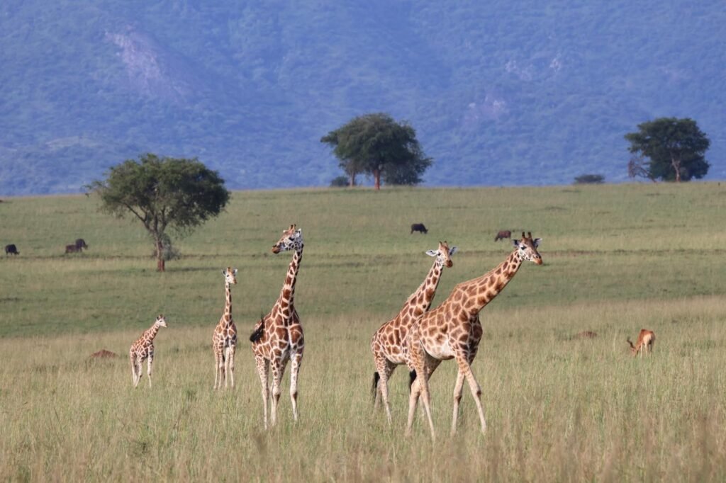 Stunning national parks in Uganda featuring giraffes in Kidepo Valley National Park