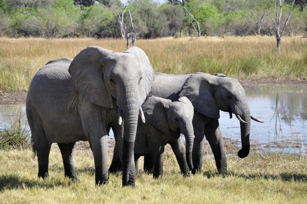 World Elephant Day – African elephants in Uganda