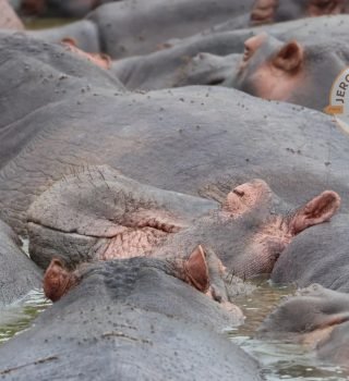 A pod of Hippopotamuses A pod of Hippopotamuses