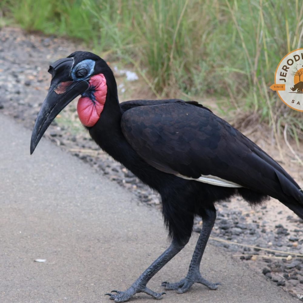 Abyssinian Ground Hornbill (2)