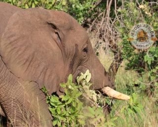African Elephant (3) African Elephant (3)