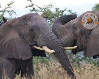 African elephants (2) African elephants (2)
