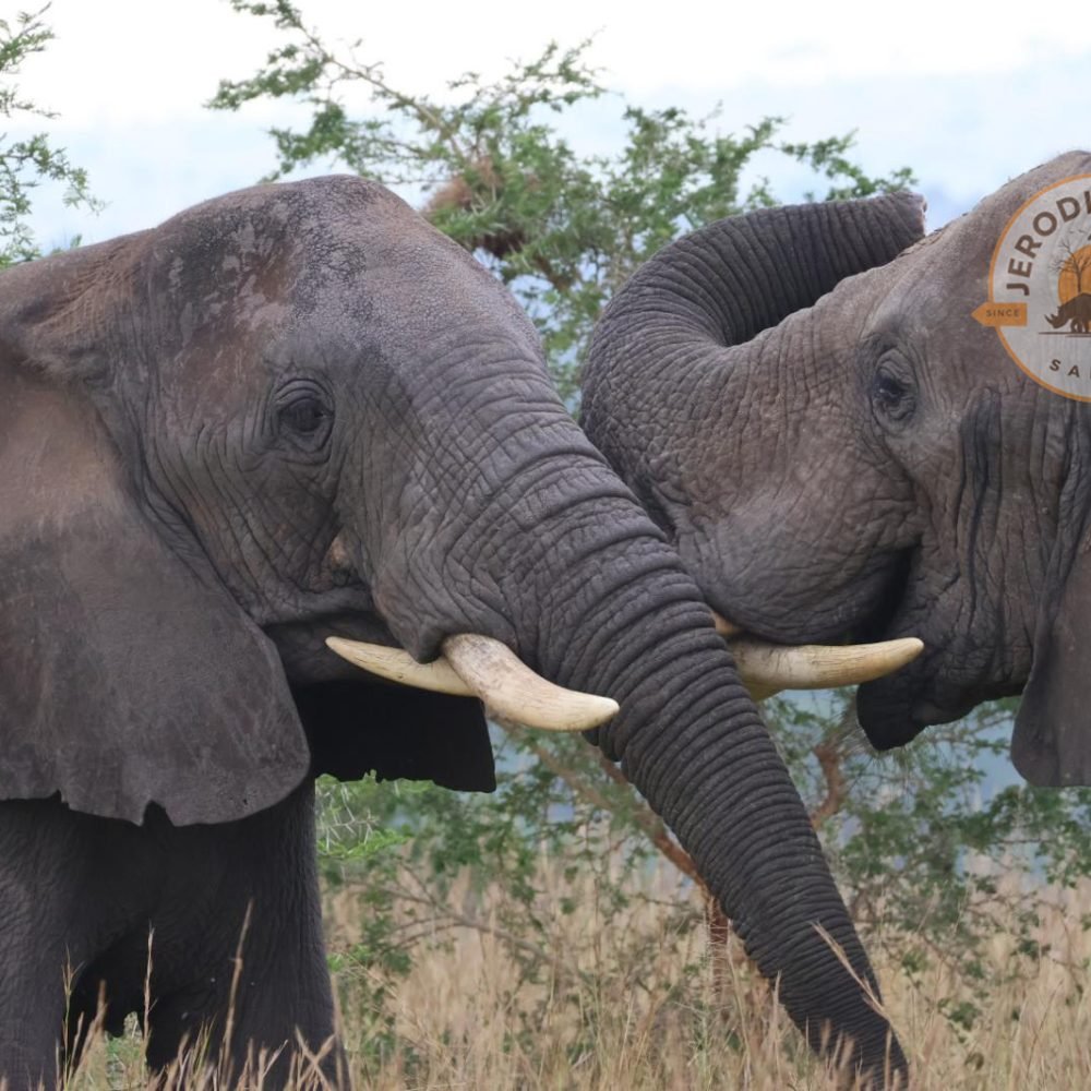 African elephants (2)