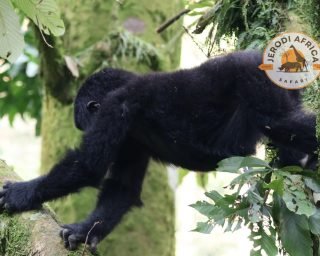 Baby Mountain Gorilla Baby Mountain Gorilla