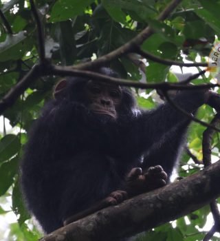 Baby chimp Baby chimp