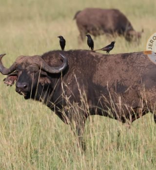 Cape Buffalo grazing Cape Buffalo grazing
