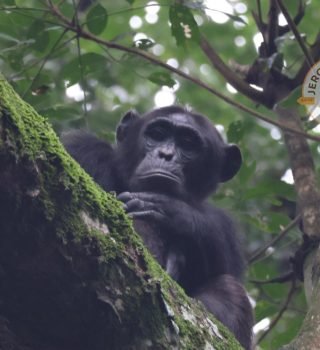 Chimpanzee Chimpanzee