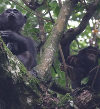 Chimpanzees Chimpanzees