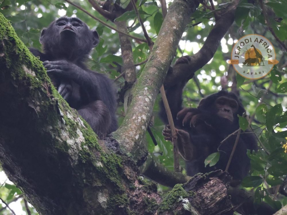 Chimpanzee in Budongo Forest Reserve, Uganda during a tracking experience