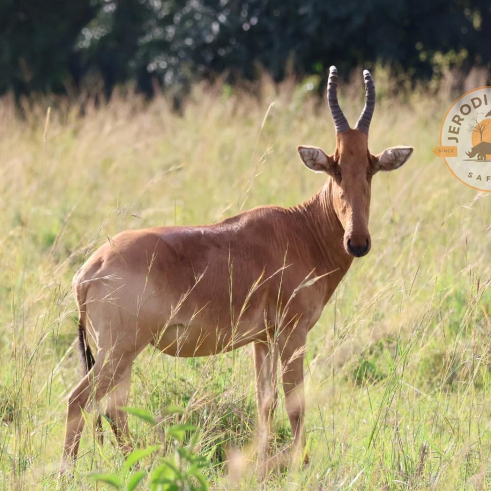 Coke's Hartebeest