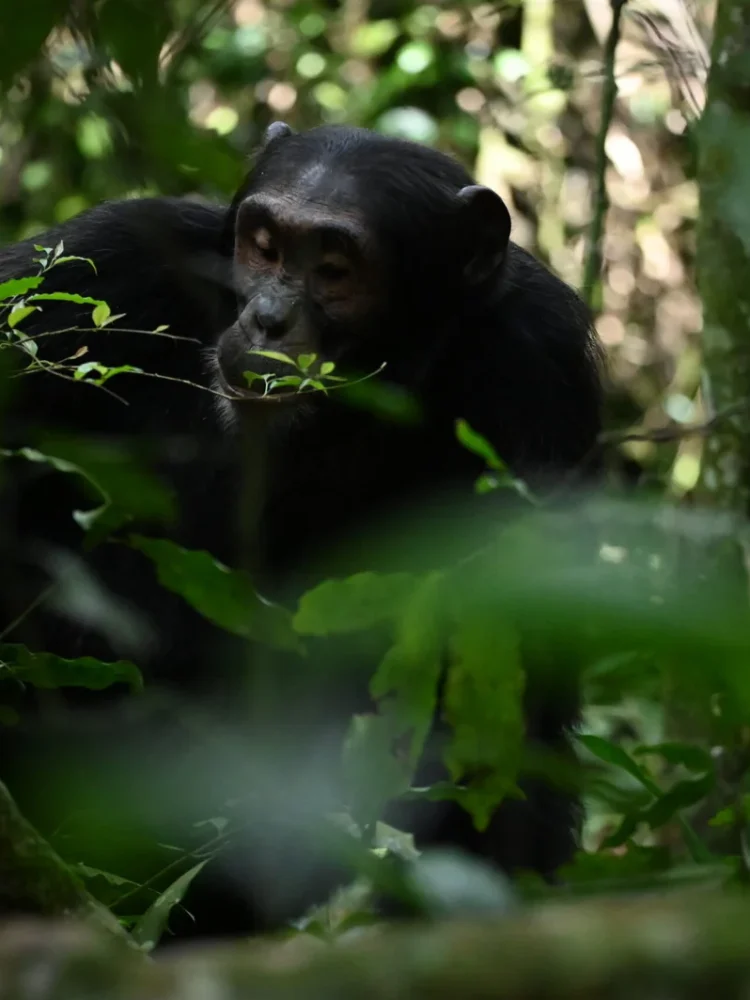 Kibaale Forest National Park
