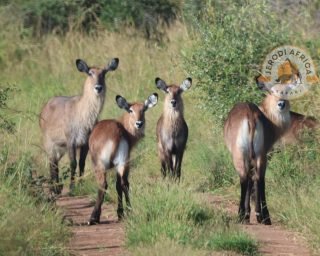 Defassa Waterbuck Defassa Waterbuck