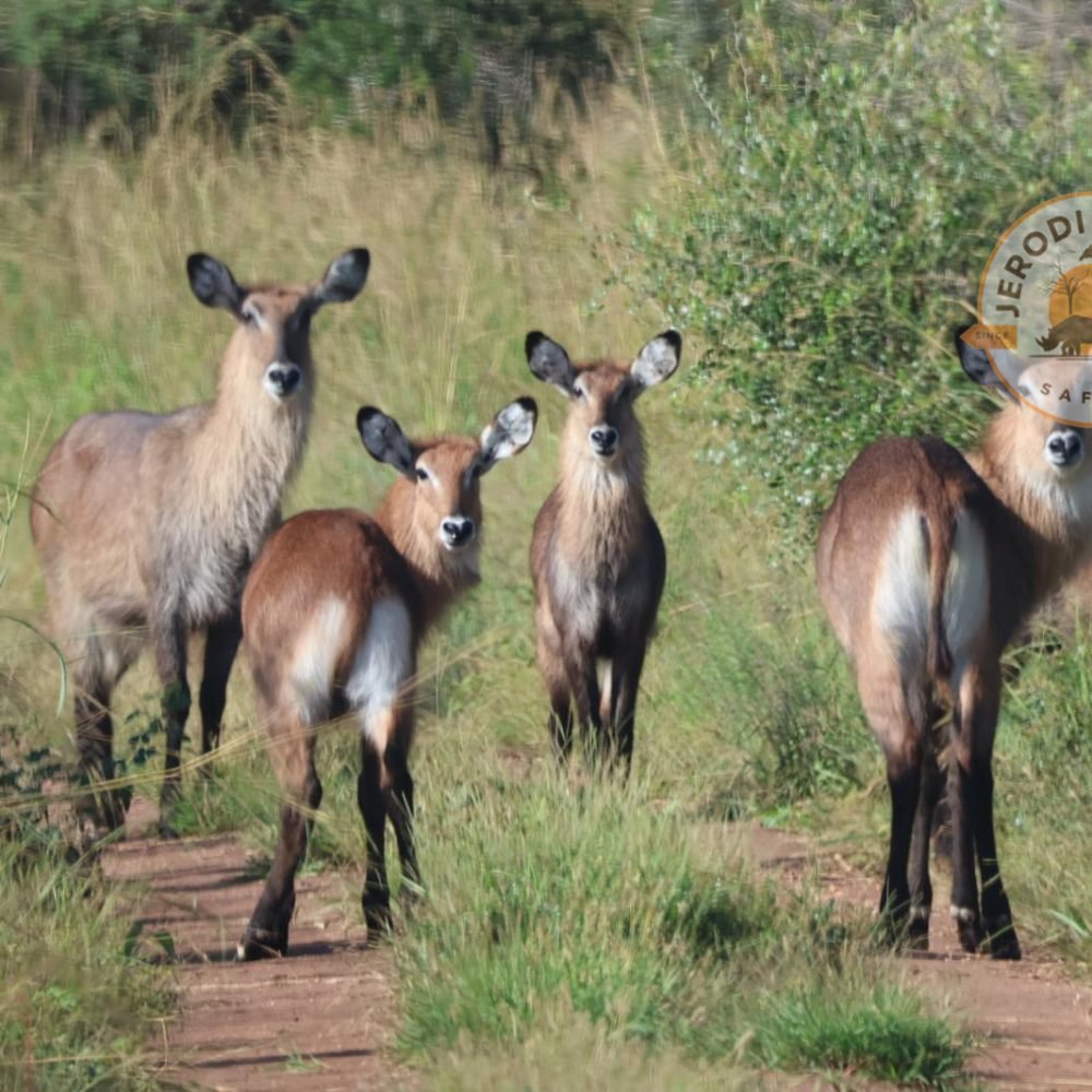 Defassa Waterbuck