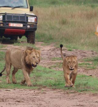 Game Drives Game Drives