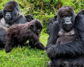 Gorilla-trekking-in-Mgahina Gorilla-trekking-in-Mgahina