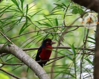 Double-toothed barbet Double-toothed barbet