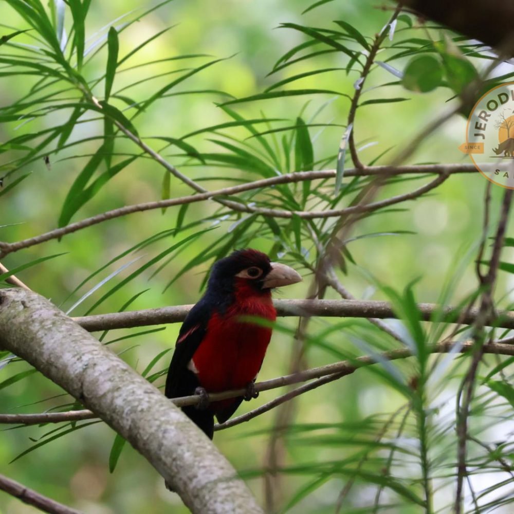 Double-toothed barbet