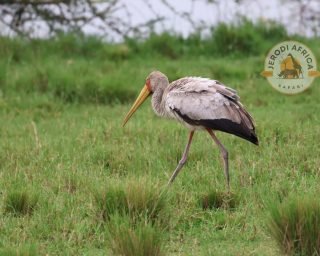 Yellow-billed Stork Yellow-billed Stork