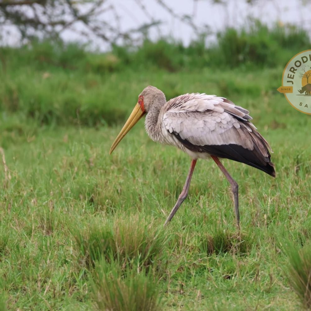 Yellow-billed Stork