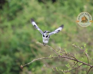 Pied Kingfisher Pied Kingfisher