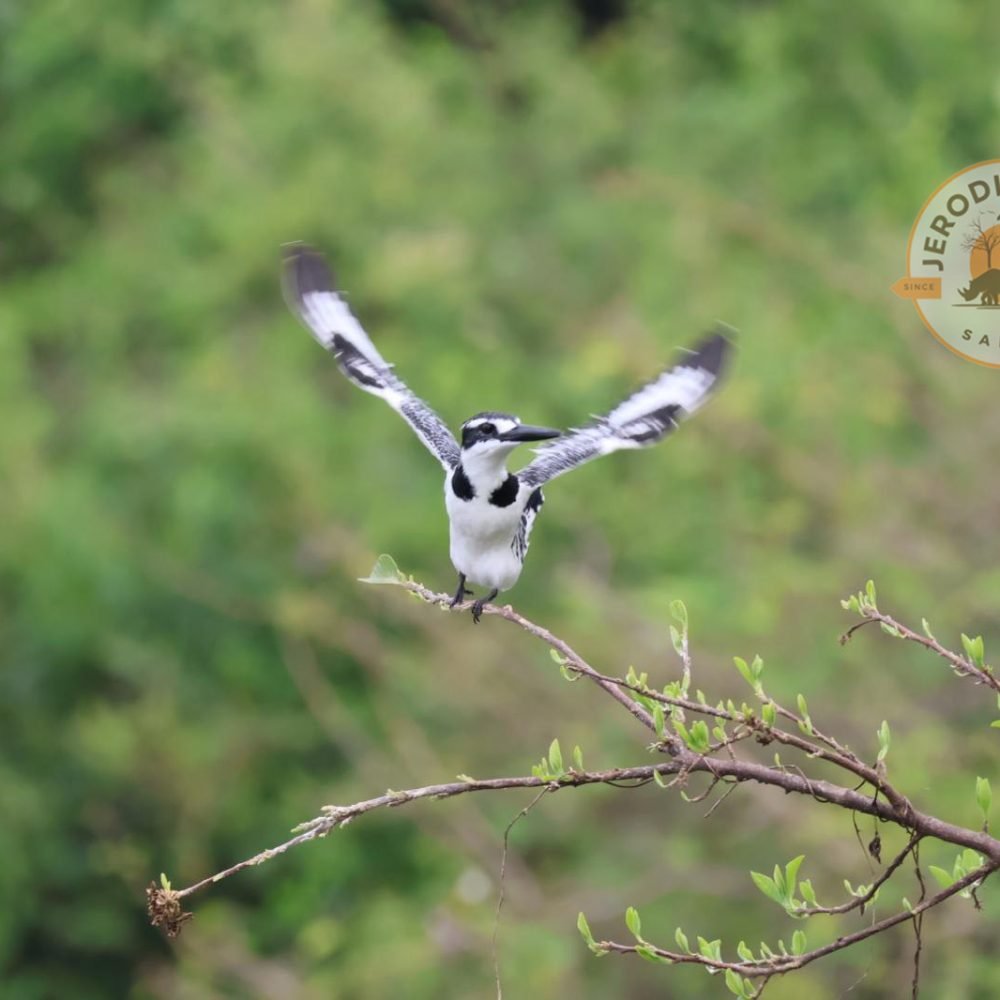 Pied Kingfisher
