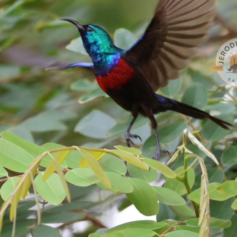 Red-chested Sunbird