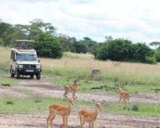Mburo Mburo
